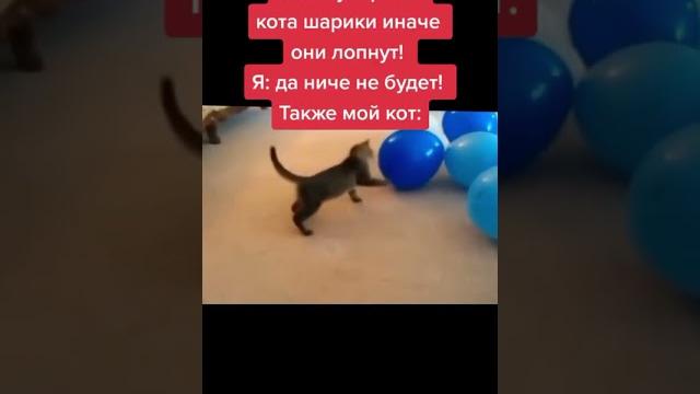 #кот #шарики #лопнул #кот #шарики #лопнул
