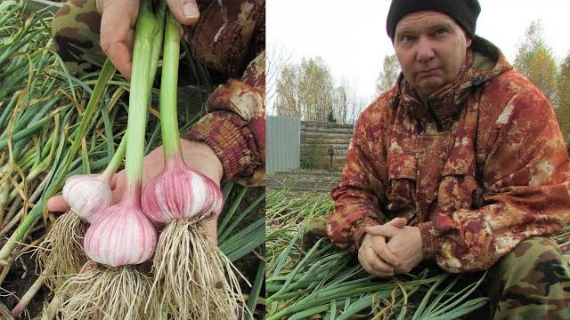 Яровой чеснок - особенности выращивания Яровой чеснок - особенности выращивания