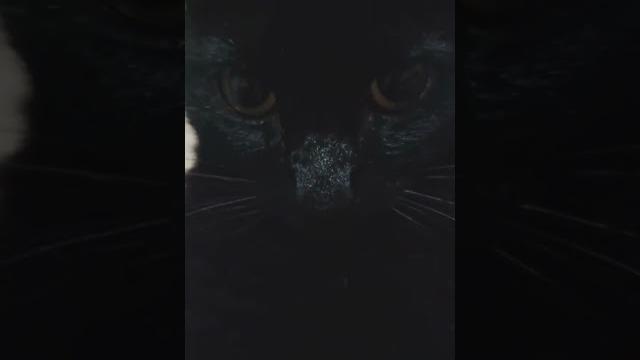 Что? Почему я чёрный?! Что? Почему я чёрный?!