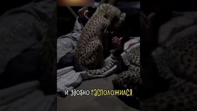 Гепарды + Человек = Гепарды + Человек =