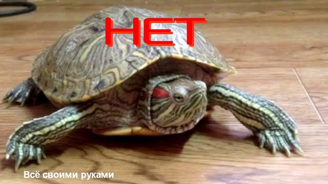 ТОП 10 ошибок при содержании красноухих черепах! ТОП 10 ошибок при содержании красноухих черепах!