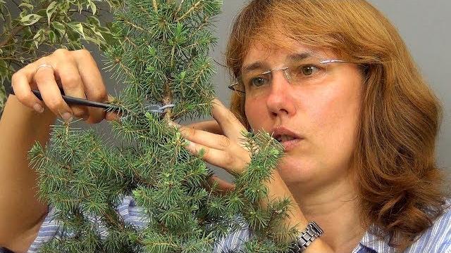 Бонсай из ели (ч.2). Бонсай из ели (ч.2).
