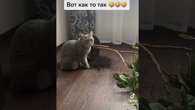 Приколы с кошками ⬛ смешное видео коты и кошечки Приколы с кошками ⬛ смешное видео коты и кошечки