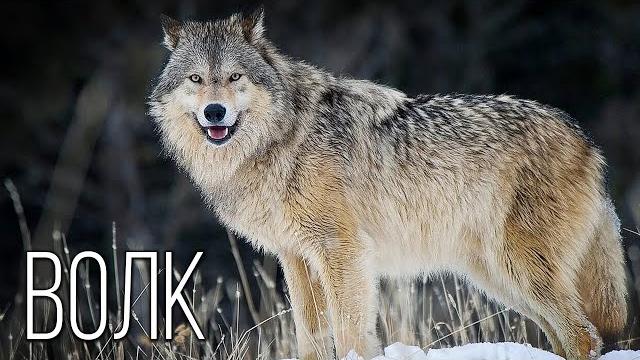 Волк: Лучший социальный хищник | Интересные факты про волка Волк: Лучший социальный хищник | Интересные факты про волка