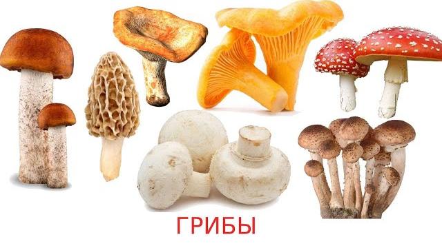 #ГРИБЫ | ВИДЕО | Виды грибов: съедобные, несъедобные | Названия грибов | Изучаем грибы | ЛЕС #ГРИБЫ | ВИДЕО | Виды грибов: съедобные, несъедобные | Названия грибов | Изучаем грибы | ЛЕС