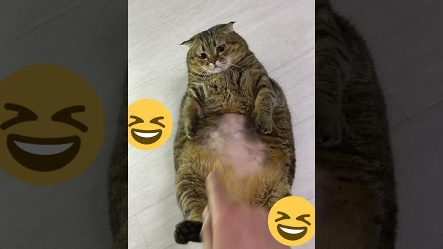 Все толстые коты - веселые Все толстые коты - веселые