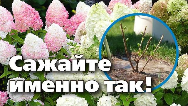 ПОСАДКА ГОРТЕНЗИИ. 10 ПРАВИЛ ДЛЯ ПЫШНОГО ЦВЕТЕНИЯ ПОСАДКА ГОРТЕНЗИИ. 10 ПРАВИЛ ДЛЯ ПЫШНОГО ЦВЕТЕНИЯ