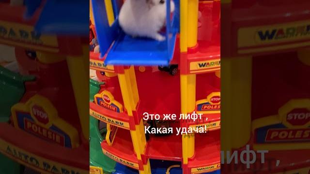 хомяк/ джунгарский хомячок/ жизнь хомячка/ приключения/ смешные видео/ hamster/ хомяк в лабиринте хомяк/ джунгарский хомячок/ жизнь хомячка/ приключения/ смешные видео/ hamster/ хомяк в лабиринте