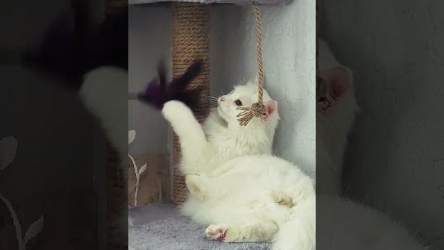#cat #топ #друзья #юмор #подпишись #лайк #кошка #популярное #котики #love #catlover #kitten #cute #cat #топ #друзья #юмор #подпишись #лайк #кошка #популярное #котики #love #catlover #kitten #cute