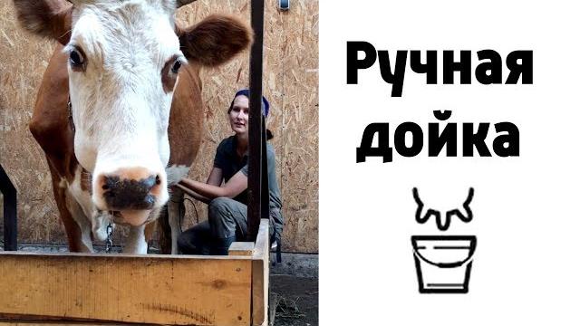 Как доить корову руками? Как доить корову руками?