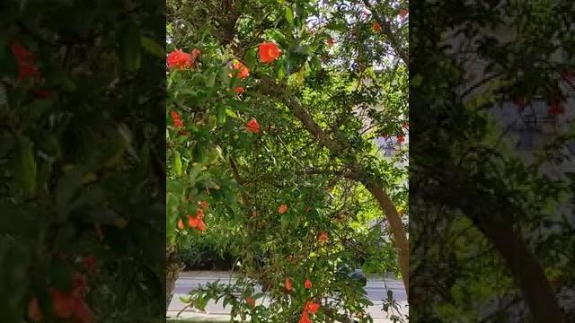 Цветение граната Цветение граната