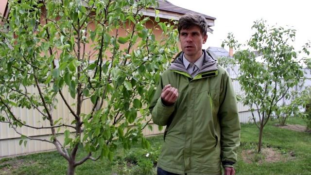 Как и чем удобрять плодовые деревья - на примере Груши Как и чем удобрять плодовые деревья - на примере Груши