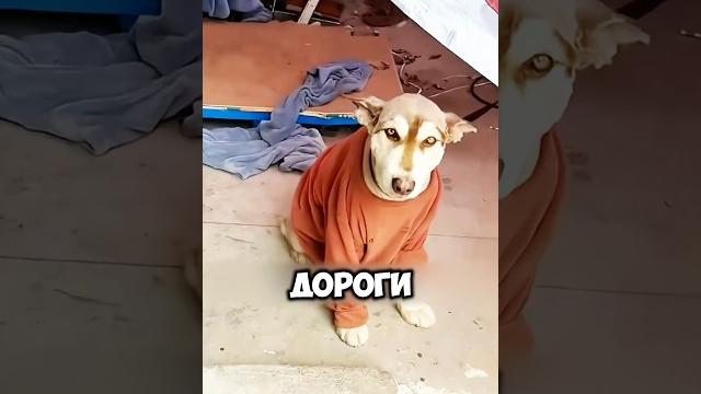 Необычный пёс #милыеживотные #животные Необычный пёс #милыеживотные #животные