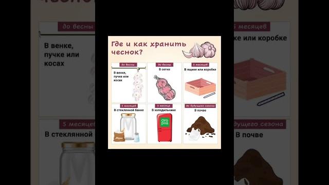 Где и как хранить чеснок Где и как хранить чеснок