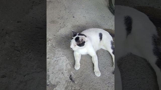 Усатый кот в Хургаде, Шератон Усатый кот в Хургаде, Шератон