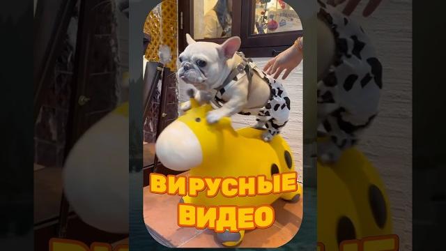 ВИРУСНЫЕ ВИДЕО / Подборка смешных животных ВИРУСНЫЕ ВИДЕО / Подборка смешных животных