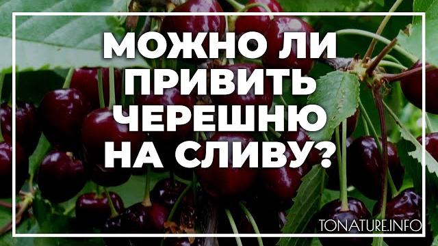 Можно ли привить черешню на сливу? | toNature.Info Можно ли привить черешню на сливу? | toNature.Info