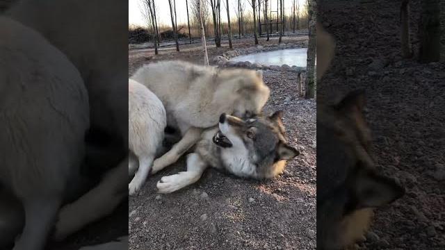 Будни ВОЛКОВ ️ Будни ВОЛКОВ ️