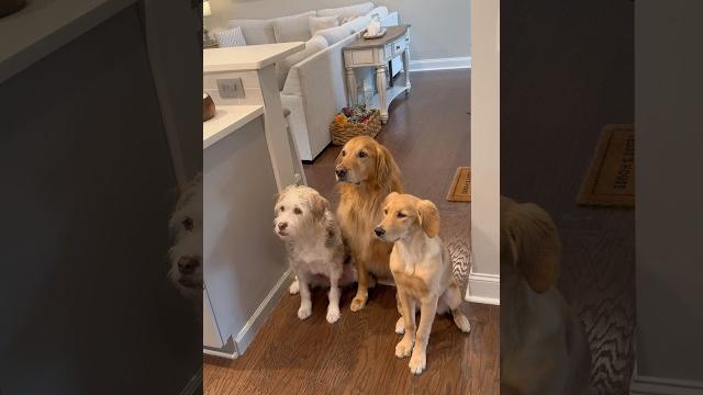 Dogs have MAJOR selective hearing… Dogs have MAJOR selective hearing…