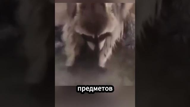 Почему еноты «моют» еду Почему еноты «моют» еду