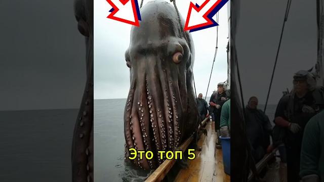 Топ-5 САМЫХ СТРАШНЫХ ЛЕГЕНДАРНЫХ МОРСКИХ МОНСТРОВ Топ-5 САМЫХ СТРАШНЫХ ЛЕГЕНДАРНЫХ МОРСКИХ МОНСТРОВ