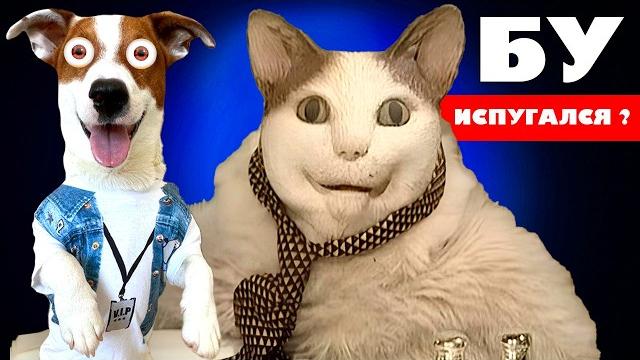 БУ испугался ► Собака vs Кот БУ испугался ► Собака vs Кот