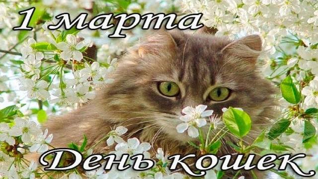 Смешные кошки .1 марта Всемирный день кошек . Смешные кошки .1 марта Всемирный день кошек .