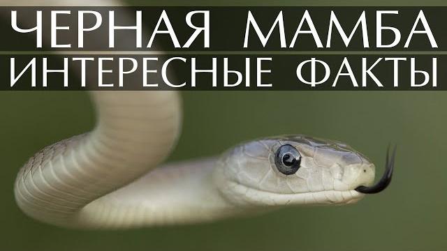 Черная мамба - интересные факты о змее Черная мамба - интересные факты о змее