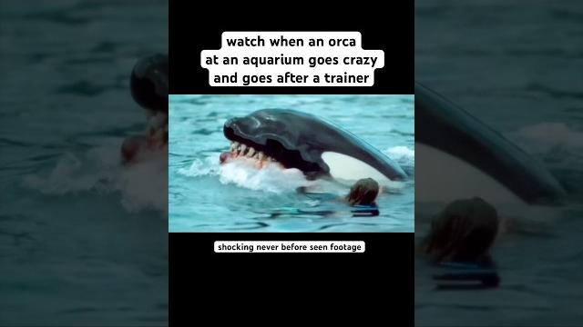 Disturbing video of Orca attacking trainer Disturbing video of Orca attacking trainer