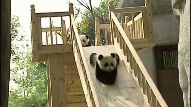 Cute pandas playing on the slide Cute pandas playing on the slide
