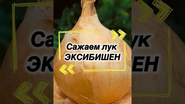 Как вырастить лук размером с кулак? Как вырастить лук размером с кулак?