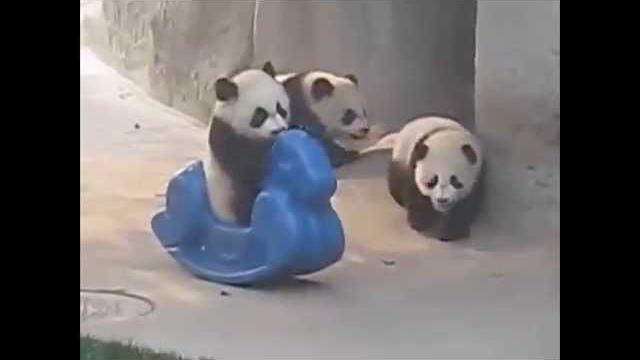 Funny Panda Смешное видео Смешные панды Funny Panda Смешное видео Смешные панды