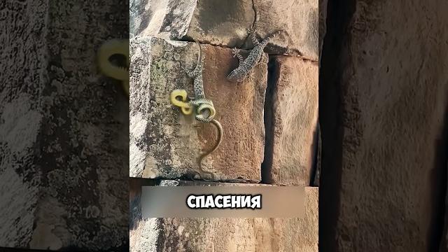 Настоящая дружба в мире животных! #животные #милыеживотные Настоящая дружба в мире животных! #животные #милыеживотные