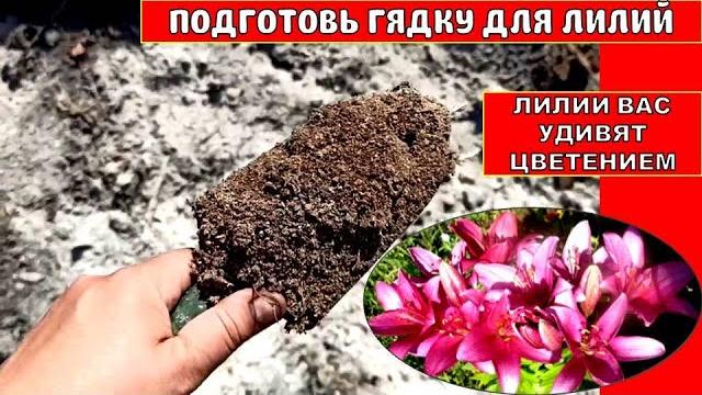 В ГРЯДКУ ПЕРЕД ПОСАДКОЙ ЛИЛИЙ ДОБАВЛЯЮ ЭТО! ЯРКИЕ ЦВЕТЫ ЛИЛИЙ РАСТУТ С КУЛАК! Что добавить под лилии В ГРЯДКУ ПЕРЕД ПОСАДКОЙ ЛИЛИЙ ДОБАВЛЯЮ ЭТО! ЯРКИЕ ЦВЕТЫ ЛИЛИЙ РАСТУТ С КУЛАК! Что добавить под лилии