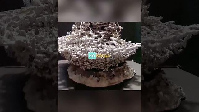 ОНИ Нашли МУРАВЬИНЫЙ ГОРОД (что будет) #shorts #факты #огромный #муравейник #интересное ОНИ Нашли МУРАВЬИНЫЙ ГОРОД (что будет) #shorts #факты #огромный #муравейник #интересное