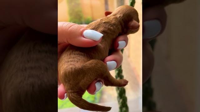 Крохотный щеночек маленький щенок #shorts Крохотный щеночек маленький щенок #shorts