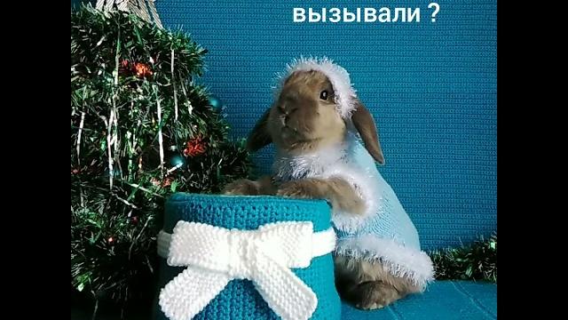 Снегурочку вызывали ? #сновымгодом #снегурочка #кролик #зая #питомцы #животные #милыеживотные #ёлка Снегурочку вызывали ? #сновымгодом #снегурочка #кролик #зая #питомцы #животные #милыеживотные #ёлка