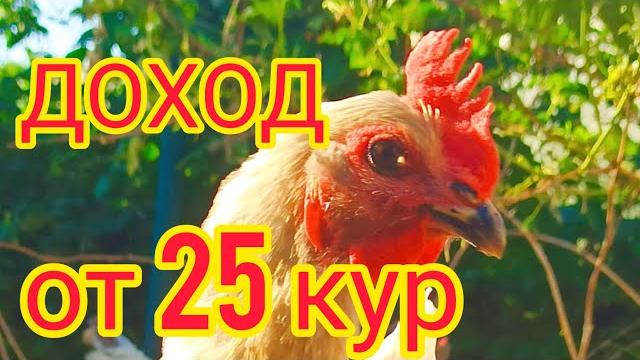 Доход от 25 кур-несушек. Сколько яиц несут 25 кур? Доход от 25 кур-несушек. Сколько яиц несут 25 кур?