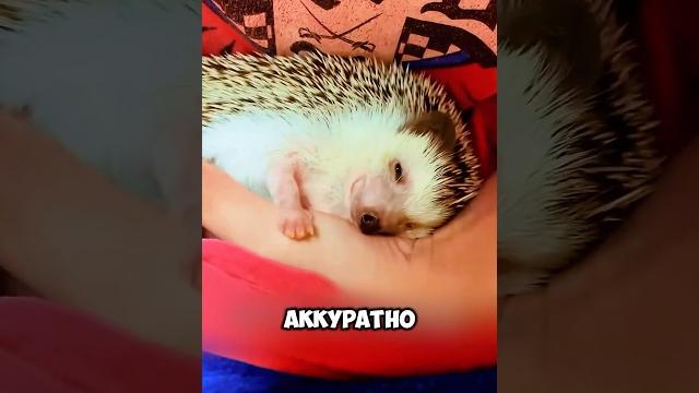 Спасла ежа из бассейна #животные #милыеживотные Спасла ежа из бассейна #животные #милыеживотные