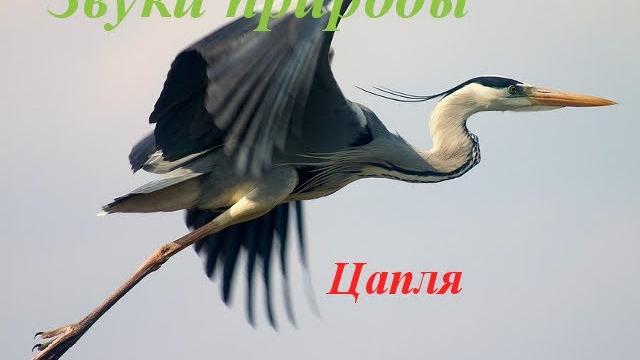 Звуки природы для детей Голоса птиц для детей Цапля Звуки природы для детей Голоса птиц для детей Цапля