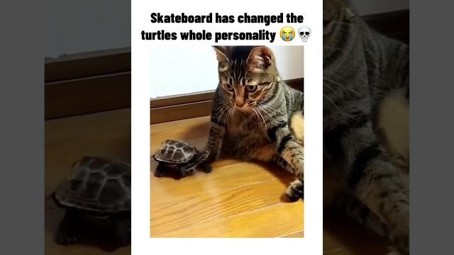silly ahh turtle #lol #funny #bruh #funnymemes #meme #memes #turtle #trending #capcut #subscribe #xd silly ahh turtle #lol #funny #bruh #funnymemes #meme #memes #turtle #trending #capcut #subscribe #xd