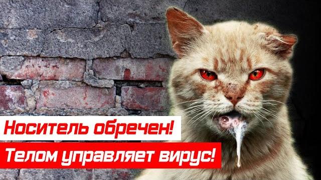 Бешенство! Подборка заразных животных Бешенство! Подборка заразных животных