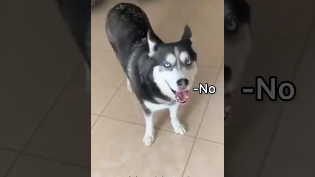 German Shepherd vs Husky Funniest Huskies | Best Videos #husky #doglovers #huskydog #shorts #dog German Shepherd vs Husky Funniest Huskies | Best Videos #husky #doglovers #huskydog #shorts #dog