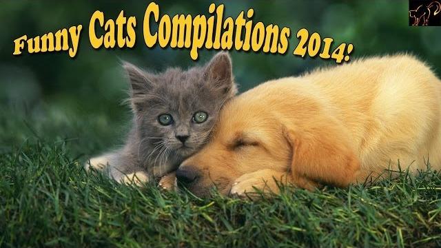 Кошки Собаки Приколы. Кошки Собаки Приколы.