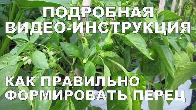 КАК ФОРМИРОВАТЬ ПЕРЕЦ? Формирование перца 2 / How to Prune Pepper Plants DETAILED VIDEO GUIDE КАК ФОРМИРОВАТЬ ПЕРЕЦ? Формирование перца 2 / How to Prune Pepper Plants DETAILED VIDEO GUIDE