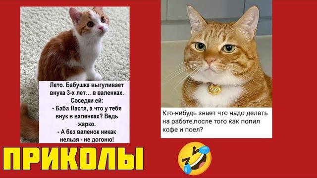 Шутки в сторону, котики на передний план! Мемы, которые попадут прямо в сердечко! смешные картинки Шутки в сторону, котики на передний план! Мемы, которые попадут прямо в сердечко! смешные картинки