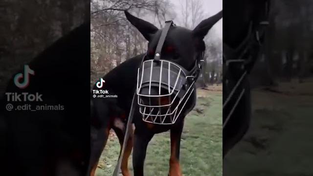 Doberman Doberman