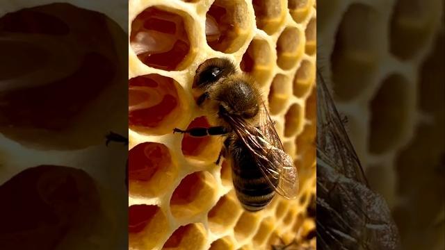 Взгляните изнутри, как пчёлы делают мёд Взгляните изнутри, как пчёлы делают мёд