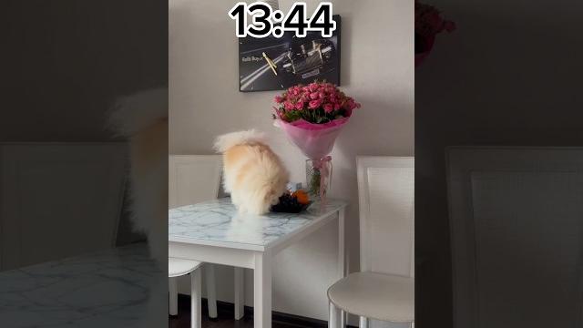 ЧТО ПРОИСХОДИТ ПОКА МЕНЯ НЕТ #собака #юмор #собаки #животные #шпиц #померанскийшпиц #шпицы #dog ЧТО ПРОИСХОДИТ ПОКА МЕНЯ НЕТ #собака #юмор #собаки #животные #шпиц #померанскийшпиц #шпицы #dog