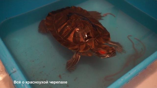 Кормление красноухих черепах дождевыми червями Кормление красноухих черепах дождевыми червями